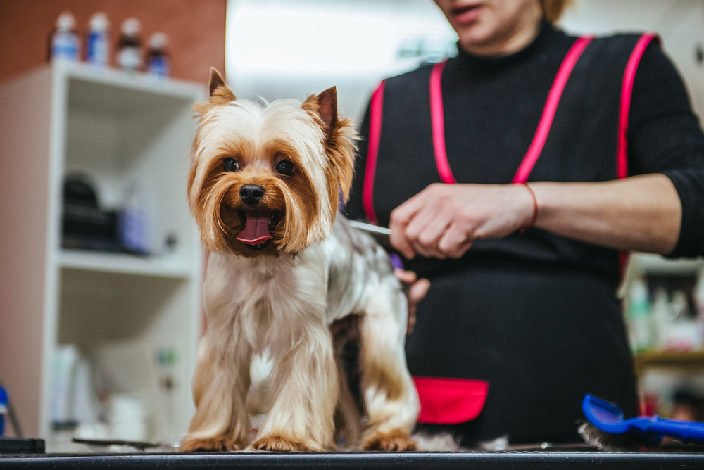 Dog Grooming Dog Grooming